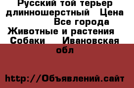 Русский той-терьер длинношерстный › Цена ­ 7 000 - Все города Животные и растения » Собаки   . Ивановская обл.